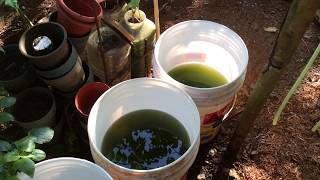 How to grow Green Water Algae [upl. by Ryun]