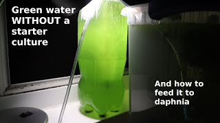 Green Water WITHOUT a Starter Culture  From Scratch  How To [upl. by Heins]