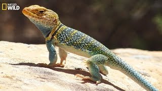 National Geographic Wild  Wild life of the reptiles lizards  BBC [upl. by Imled]