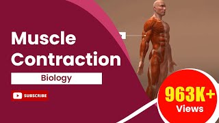 Muscle Contraction [upl. by Sudbury]