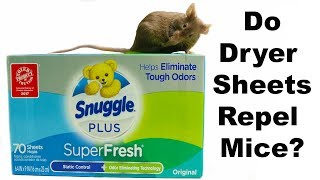 Do Dryer Sheets Repel Mice amp Rats Mousetrap Monday [upl. by Seften]