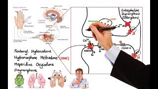 Pharmacology  OPIOIDS MADE EASY [upl. by Meeks741]