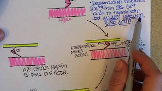 CrossBridge Cycle of Muscle Contraction [upl. by Krutz]