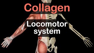 Collagen Structure and Synthesis [upl. by Augusta]