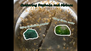 How To Culture Daphnia and Moinas using Green Water Spirulina powder [upl. by Nad511]