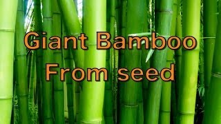 Growing Giant Bamboo from Seed  Phyllostachys pubescens [upl. by Zurkow]