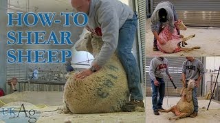 How to shear sheep  blow by blow [upl. by Jelene]