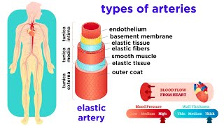 The Circulatory System Part 2 Blood Vessels [upl. by Srini]