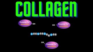 USMLE Step 1  Lesson 22  Collagen Types Structure and Synthesis [upl. by Cates]