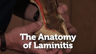 The Anatomy of Laminitis in Horses [upl. by Olwena]