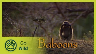 Baboons  The Whole Story 1113  Go Wild [upl. by Callahan319]