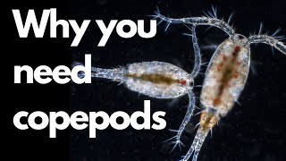 Why you need to add copepods to your reef tank [upl. by Phillipe]