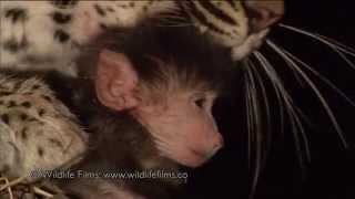 Incredible leopard and baby baboon interaction [upl. by Lesli]