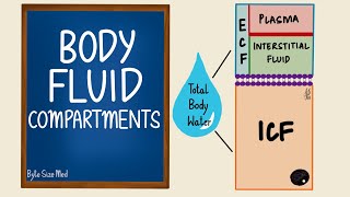 Body Fluid Compartments  ICF  ECF  General Physiology [upl. by Nadbus739]