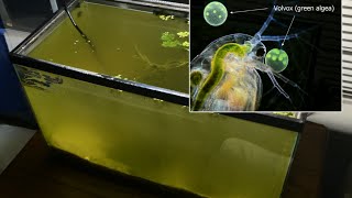 Raising Daphnia for the Freshwater Aquarium [upl. by Nahgeem]