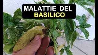 LE MALATTIE DEL BASILICO [upl. by Ytsirt]