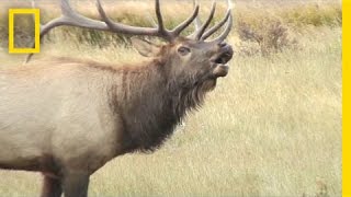 Listen These Elk Sound Terrifying Like Ringwraiths  National Geographic [upl. by Kramlich]