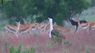 Last bustard Standing [upl. by Hartmann821]