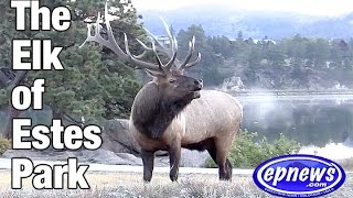 Elk of Estes 2016 [upl. by Horvitz]