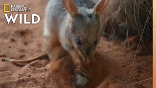 Meet The Bilby of Taronga Zoo  Secrets of the Zoo Down Under [upl. by Shelli418]