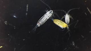 Copepods [upl. by Semadar897]