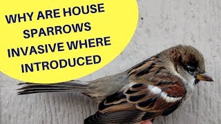 Why are House Sparrows an Invasive Species Where Introduced 2018 [upl. by Vivia]