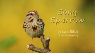 Song Sparrow [upl. by Bakemeier530]