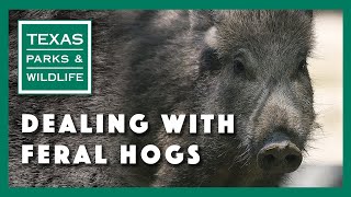 Dealing with feral hogs [upl. by Gay]