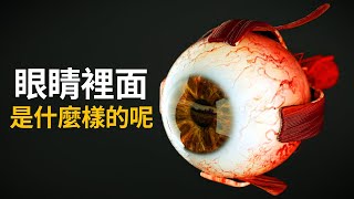 眼睛裡面是什麼樣的呢 [upl. by Cordula210]