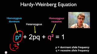 Solving Hardy Weinberg Problems [upl. by Naveb]