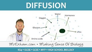 Diffusion  GCSE Biology 91 [upl. by Weiner903]