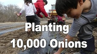 Planting 10000 Onions [upl. by Emil]