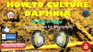 HOW TO CULTURE DAPHNIA In Easy Way [upl. by Ahseenal91]