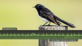 Willie Wagtail Calls amp Song The sounds of a Willie Wagtail singing in the Australian bush [upl. by Aksel]