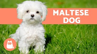 The Maltese Dog  Character Care and Health [upl. by Aisereht474]