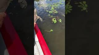 Releasing a big soft shell turtle [upl. by Antsirhc]