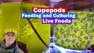 Copepods  Feeding and culturing Live food w Chad the Copegod from ReefNutrition [upl. by Stephenie]