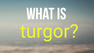 What is turgor [upl. by Ninahs640]