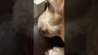 ASMR Small Dog Licking Leather Sofa [upl. by Josee762]