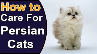 How To Care For Persian Cats  Things to Know About Persian Cats [upl. by Leta508]