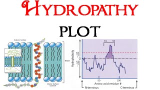 Hydropathy plot [upl. by Rebmyk]