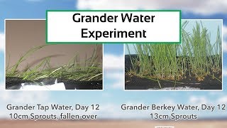 Grander Water Revitalization – Wheat Grass Experiment [upl. by Emmi]