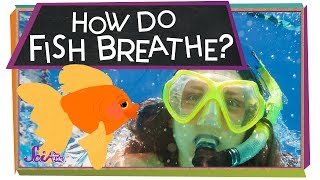 How Do Fish Breathe  Animal Science for Kids [upl. by Ibbed]