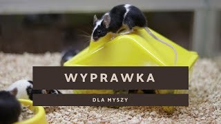 Wyprawka dla myszy [upl. by Selwin776]